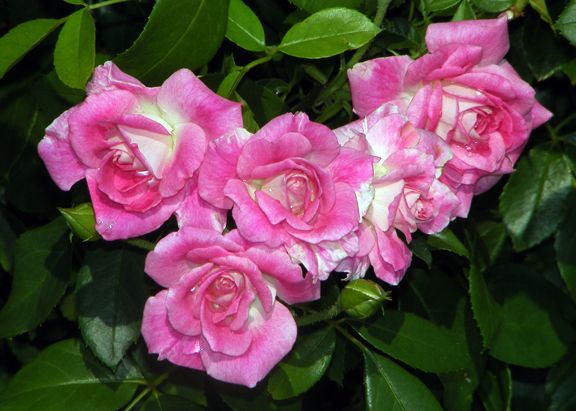 Brilliant Pink Iceberg photo bpi2012_07050033_zpsad6d1ff5.jpg